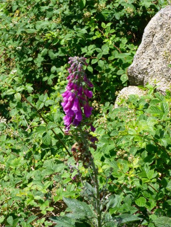 Digitalis, auf deutsch: Fingerhut